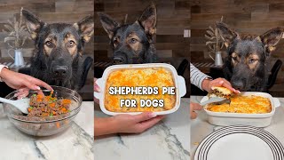 German Shepherds Pie For Dogs Recipe