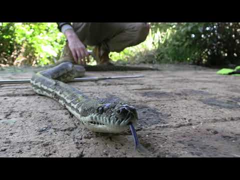 Coastal carpet python capture & relocation from a Morayfield Downpipe!🐍 | brisbane snake catcher