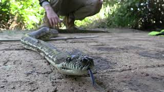 Coastal carpet python capture & relocation from a Morayfield Downpipe!🐍 | brisbane snake catcher