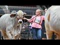 Brc national brahman show 2023