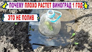 🍇 Почему так &quot;ПЛОХО&quot; РАСТУТ саженцы винограда 1 ГОД. Что МЕШАЕТ росту и ЧТО можно СДЕЛАТЬ.