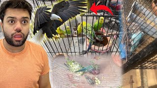 Meray Parrots Ko Eagle Kha Gaya 😭💔