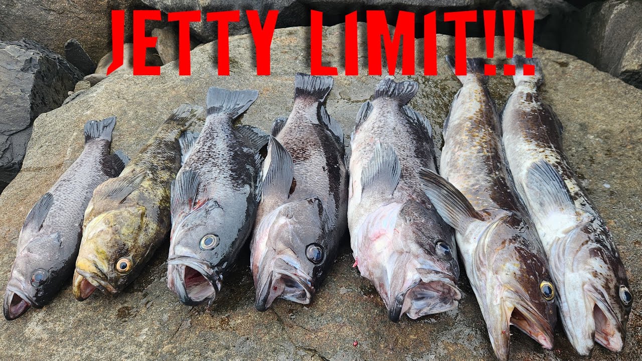 Oregon Jetty Fishing LIMIT! How to Catch, Bait, & Jig for Lingcod, Bass