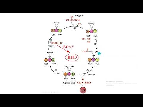 Бейне: Пируваттың тотығу декарбоксилденуі АТФ синтездей ме?