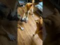 【保護犬たち】食事前のテンション爆上がり
