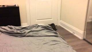 Russian Blue Kitten Plays Fetch by Piper and Nova Cat 1,854 views 8 years ago 31 seconds