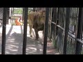 おびひろ動物園ライオンヤマト「追いかけっこ」
