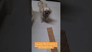 #dog #tibetan #cute confused Tibetan Spaniel Oscar isn't taking his favourite treat.