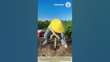 Buried pile hole-drilling device tool: The incredible gardening tool that will change your life