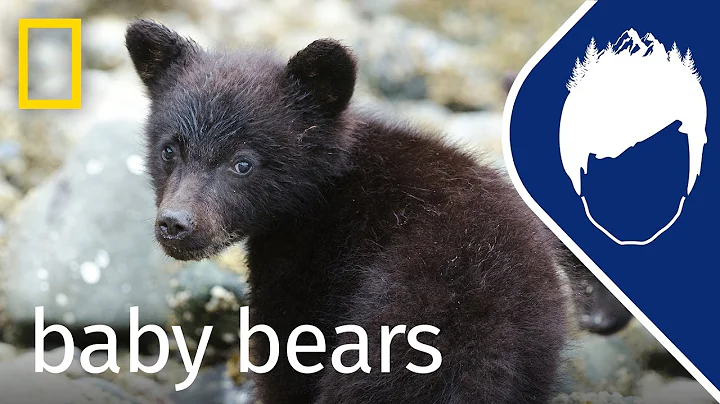 Baby Bears (Episode 7) | wild_life with bertie gre...