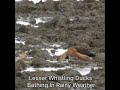 Lesser Whistling Ducks Bathing In Rainy Weather