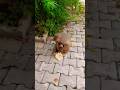 #shortsfeed #monkeylove #funnyanimal #virralyoutubevidio #monkeyaround
