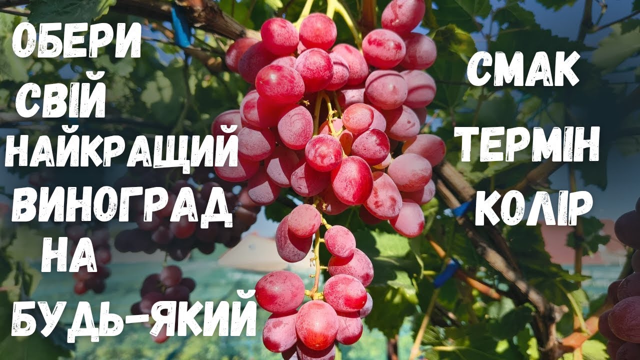 Великий огляд винограду за 2025 р.