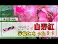 【50日経ちました】世界初のアジサイ白寿紅‼入荷して50日が経ちました！白色から真っ赤になりました！