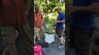 Simple Cannabis Cloning