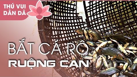 Bắt Cá Rô Ruộng Cạn ở Đồng Tháp l Catching Anabas in Dong Thap Province |  VỀ ĐỒNG THÁP ĂN GIỖ P4