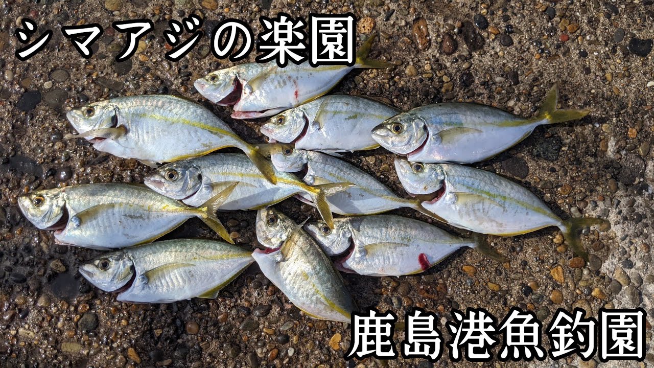 【鹿島港魚釣園】シマアジの楽園　簡単サビキ足元付近でお刺身サイズが釣り放題　
