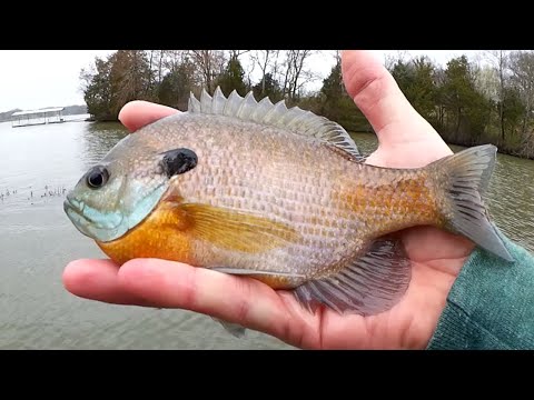 How to Catch Big Bluegill on Crappie Nibbles - Beginner Level