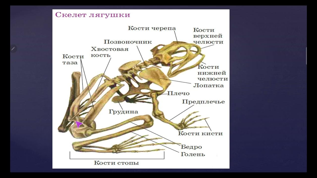 Скелет лягушки позвоночник. Скелет лягушки. Скелет лягушки 7 класс биология. Видео урок класс земноводные. Биология. Земноводные. 7 Класс. Урок 16.