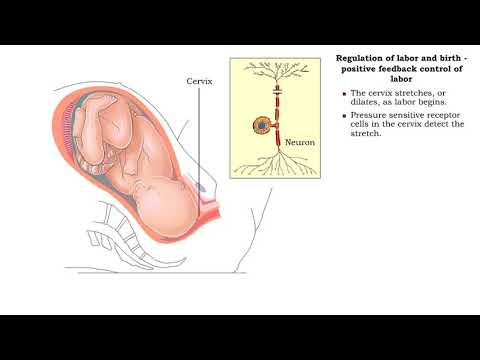 labor-and-childbirth---the-three-stages-of-labor:-dilation,-expulsion-&-placental-مراحل-الولادة