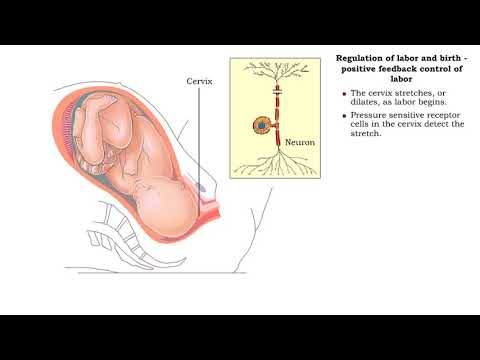 Video: 3 Gimimo Stadijos: Išsiplėtimas, Pašalinimas Ir Placentas