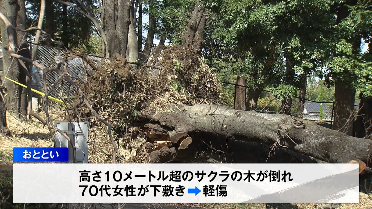 倒木 2日連続で倒木…花見の名所・世田谷区の砧公園 専門家「この時期注意を