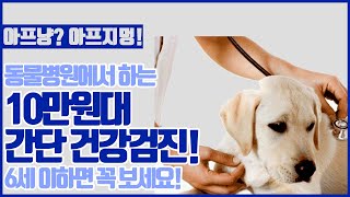 동물병원 수의사가 알려주는 초간단 건강검진!