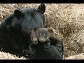 Black Bear Ground Nest