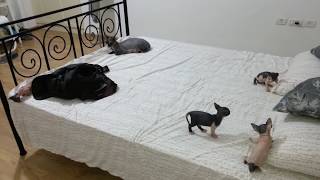 Four Sphynx Kittens play with each other and mother