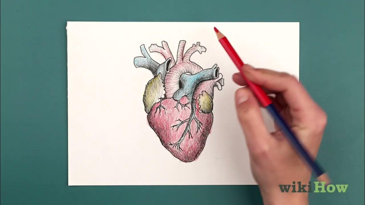 How to Draw a Human Heart - YouTube