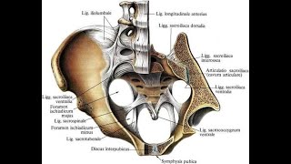 Соединение костей таза и нижней конечности