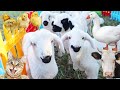 Cute little farm animals  duck  lambs  sheep  cat  goat  cow chicken  relax sound