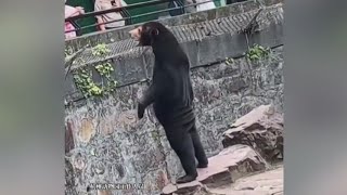 Chinese zoo denies their bear is a guy in a bear suit