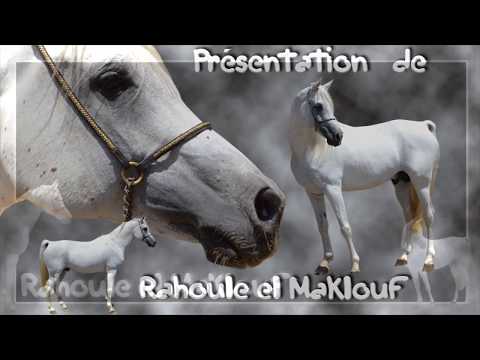 Vídeo: L’origen Genètic I La Història De La Velocitat En El Cavall De Cursa Pur Sang