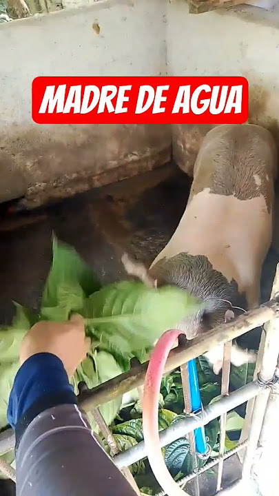 madre de agua,maganda para sa mga alaga nating baboy,kambing at manok#madredeagua #backyardfarming