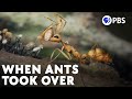 This Is An Ant World, We&#39;re Just Living In It