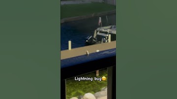 Lightning bug😊 #lightningbugs #firefly #fireflies #midwest #midwestoutdoors #shorts #shortsvideo