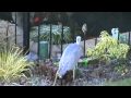 Crafty Heron walking on a netted pond