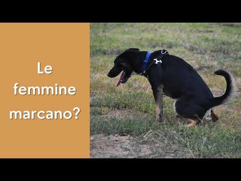 Video: Le femmine segnano il loro territorio?