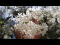 Cordia trichotoma - Afata - Petiribí - flora argentina - Loro negro - Peteribí-hú