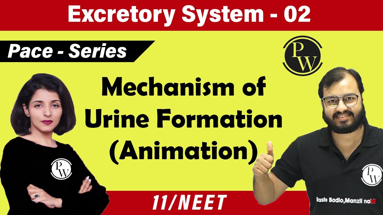 Excretory System - 02 |Chapter 19 | Mechanism of Urine Formation | Class 11 | NEET |