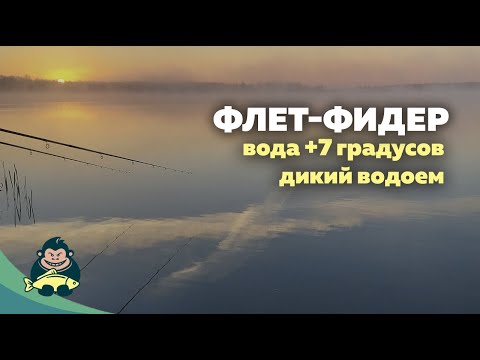Ловля дикого карпа поздней осенью, ранней весной, вода 7 градусов. Флет-фидер.