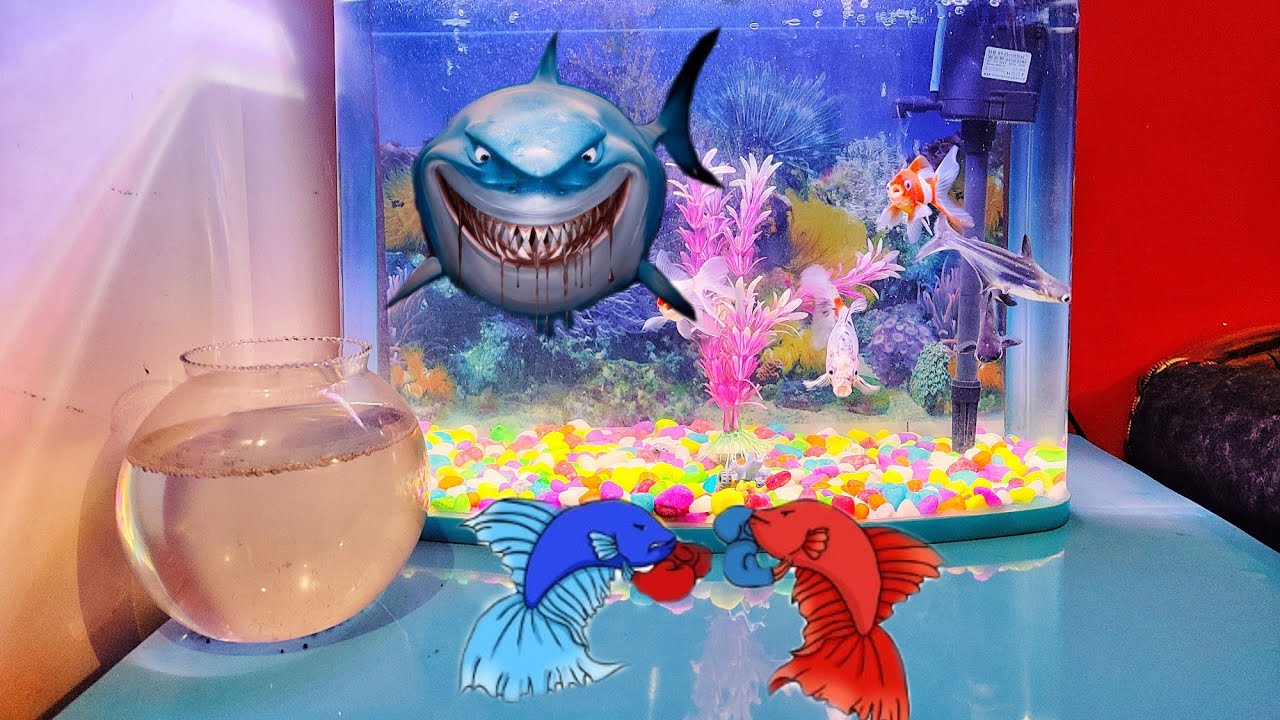 Poor Fish Tank shark ne poor fish ko mar de 😭😱#shark #poorfish#subscribe #vlogs # ...