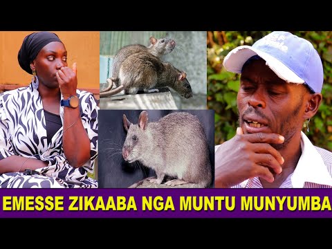MUNYAMBE EMESSE ZINEMESEZA OBULAMU ZIKAABA NGOMUNTU MUNYUMBA TETUKYEBAKA KIIWA ALAJANA