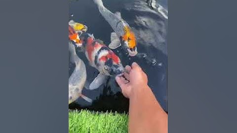 Cách làm cá koi dạn người và mút tay #hocakoi