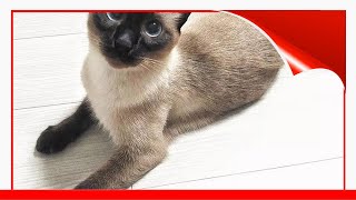Siamese Cats: 5 Facts About Them That You Need To Know Before Adopt 😃