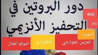 تمارين دعم وفق المنهجية _إنزيمات، الموقع الفعال والطفرة