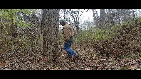 I need Fence posts, Time to drop some Locust trees!! This one could