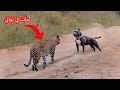 هذا الفهد اختار الكلب الخطأ