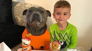 Funny Pitbull Dog Costumes♦Funny Dog Costumes ♦ Cute Dog Video